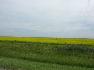 canola fields near Calgary, Canada