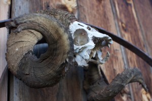 ram skull