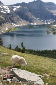 Hidden Lake, Glacier National Park