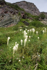 beargrass